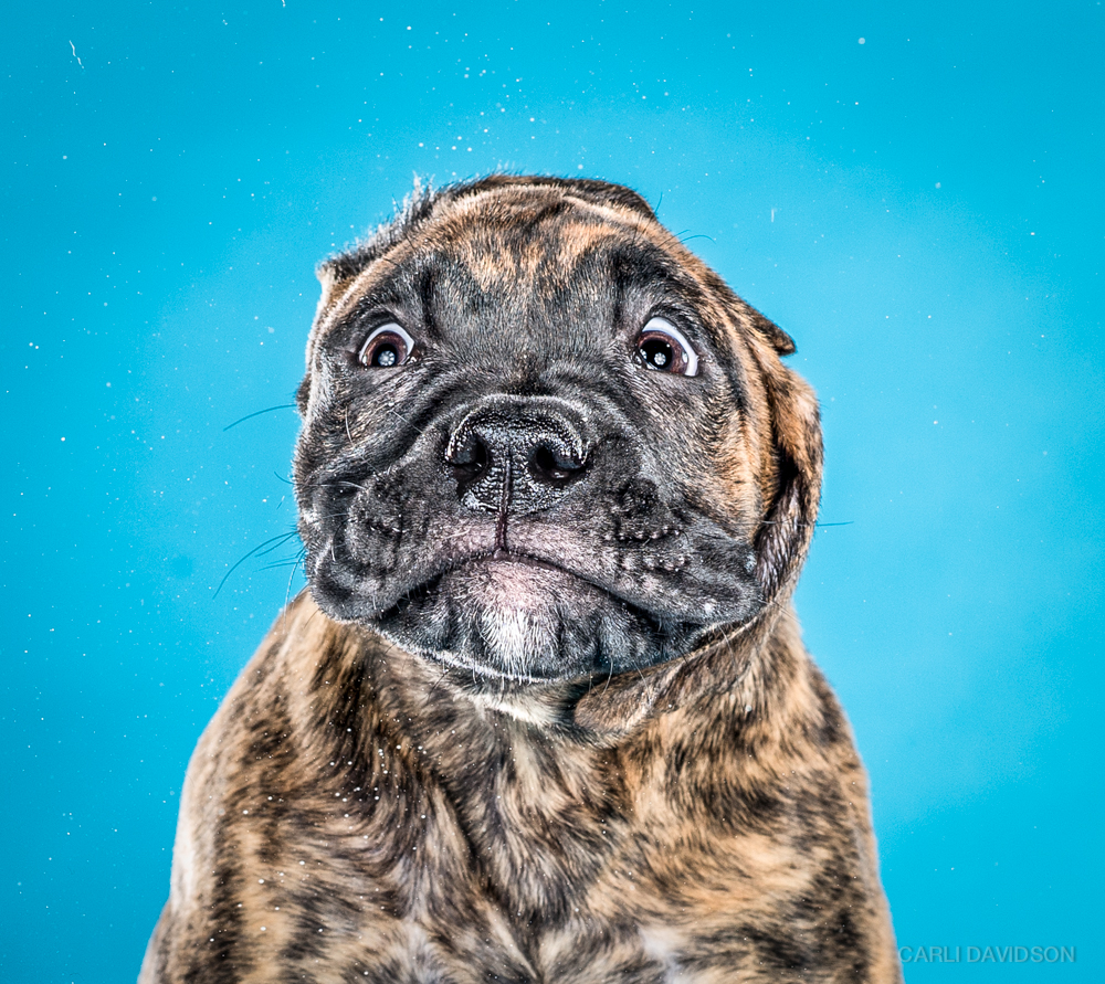 Carli Davidson Pet Photography