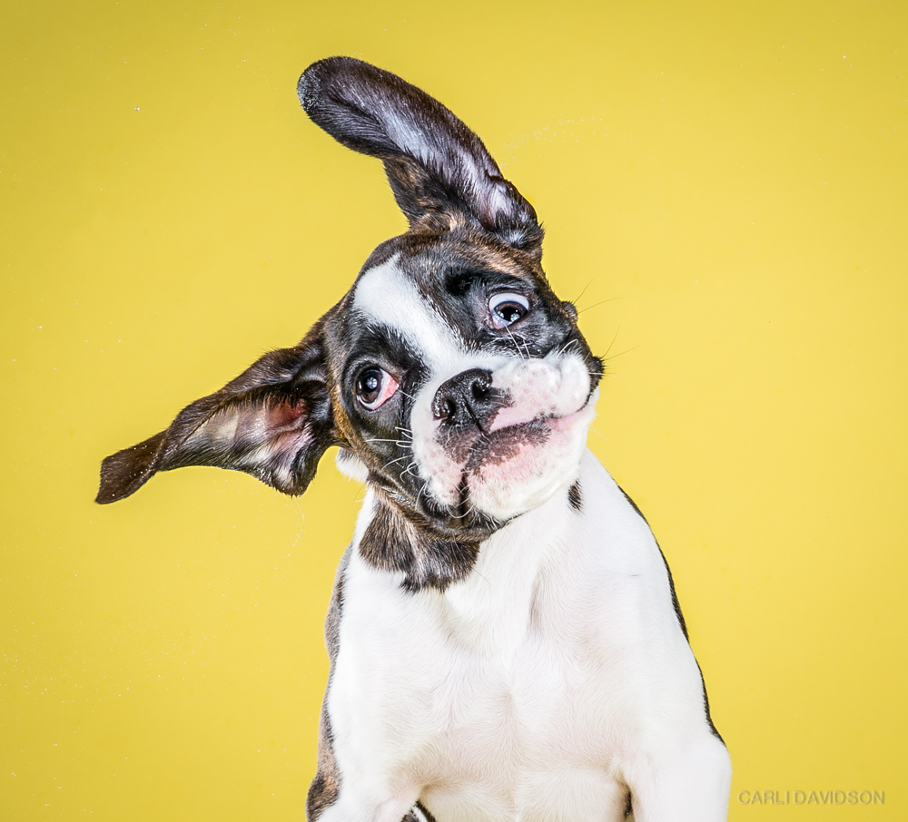 Carli Davidson Pet Photography