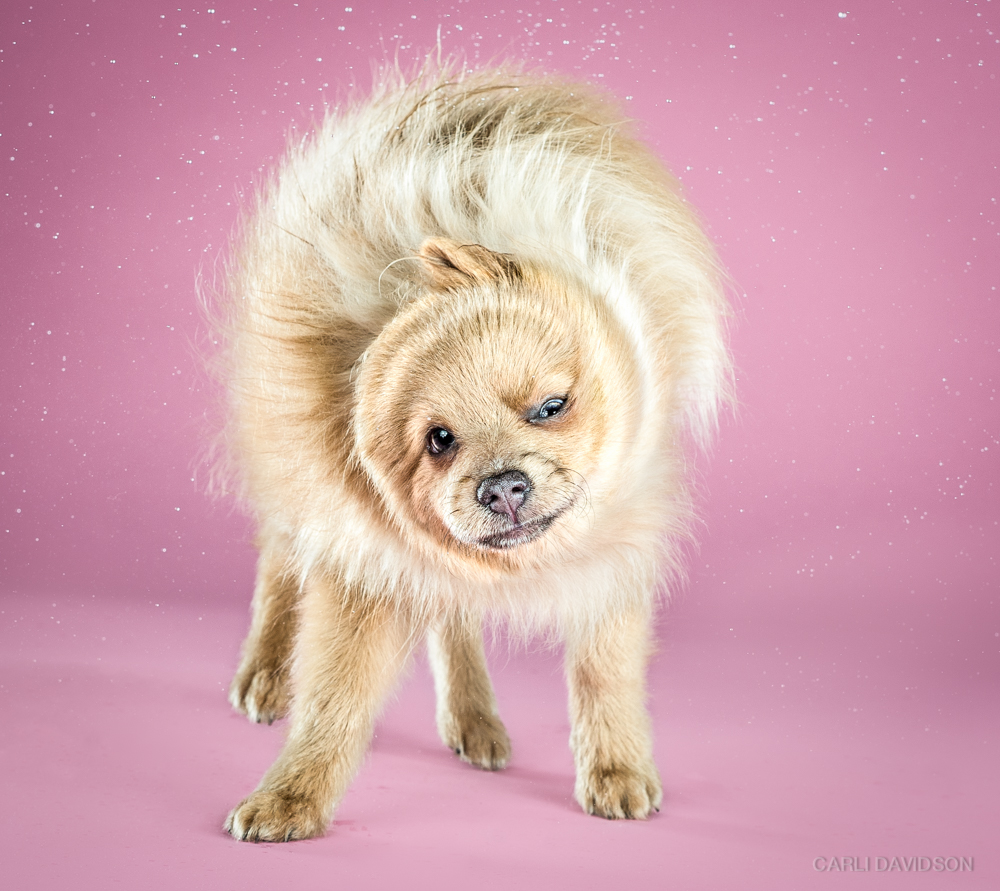Carli Davidson Pet Photography