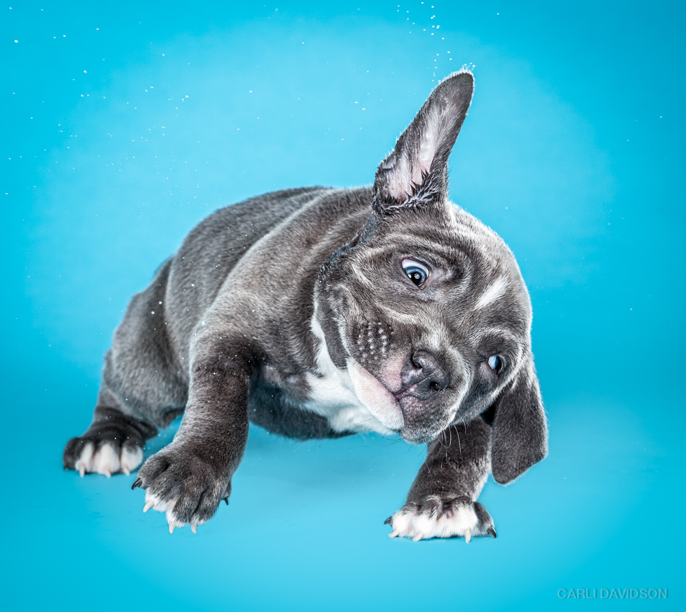 Carli Davidson Pet Photography