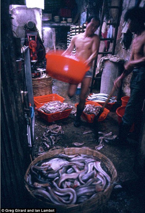 Kowloon Walled City 19