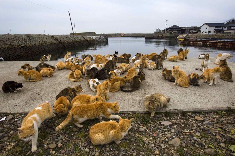 Cats crowd the harbour embankment on Aoshima Island in Ehime prefecture in southern Japan February 25, 2015. REUTERS/Thomas Peter