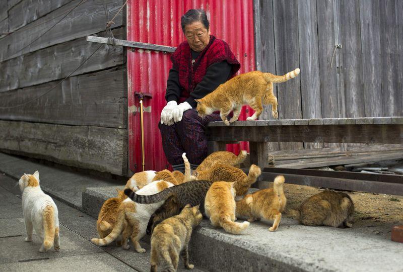 Cats surround a local woman on Aoshima Island in Ehime prefecture in southern Japan February 25, 2015. REUTERS/Thomas Peter