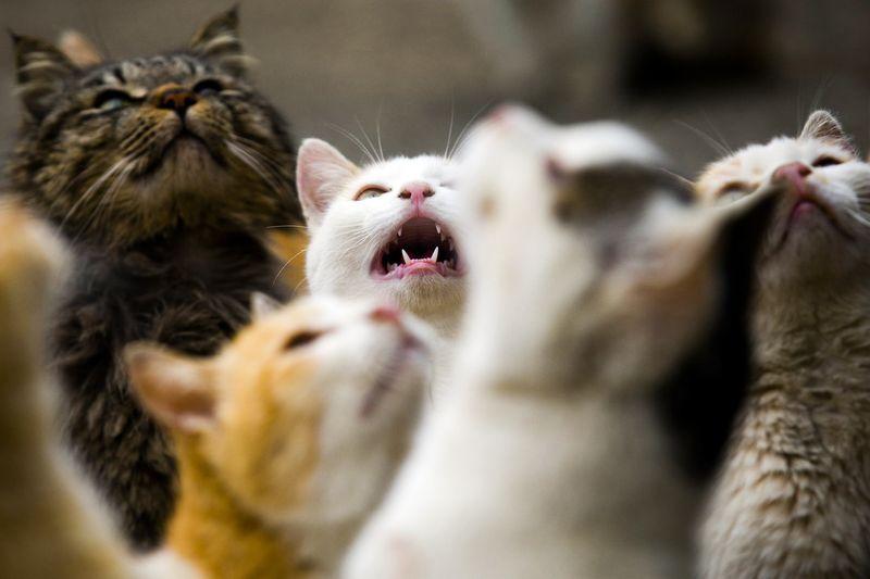 Cats beg for food on Aoshima Island in Ehime prefecture in southern Japan February 25, 2015.  REUTERS/Thomas Peter