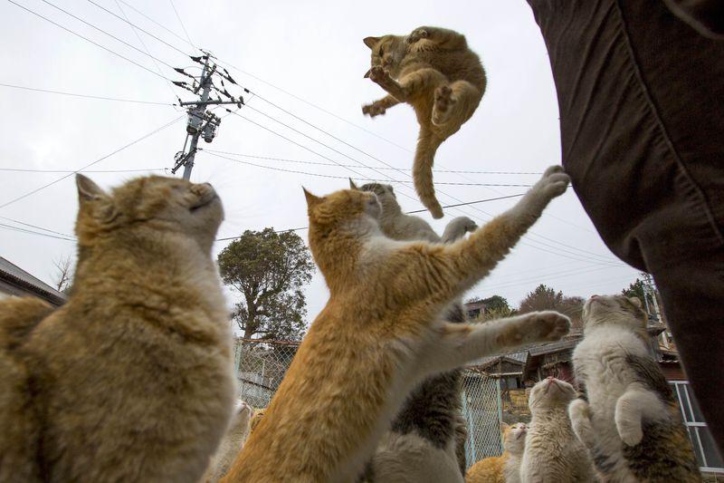 A cat jumps for food offered by a tourist (R) as other cats beg for food on Aoshima Island in Ehime prefecture in southern Japan February 25, 2015.REUTERS/Thomas Peter